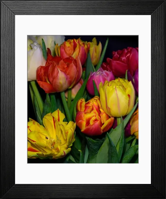 Framed Print : Fine art floral still life flower macro of a flowering tulip blossom bouquet / bunch on black background in vivid natural