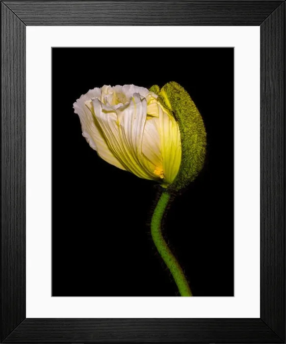 Framed Print : Floral fine art still life detailed color macro flower portrait of a young white yellow satin / silk poppy blossom Framed Print : Floral fine art still life detailed color macro flower portrait of a young white yellow satin / silk poppy blossom