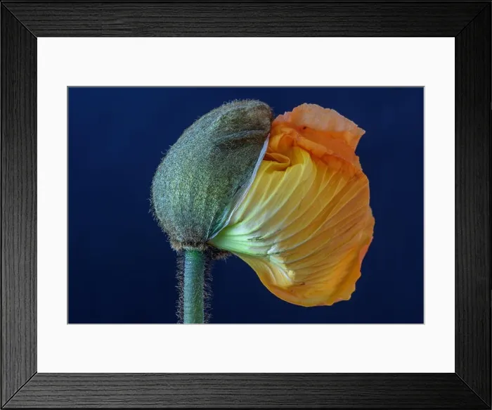Framed Print : Floral fine art still life detailed color macro flower portrait of a young orange yellow satin / silk poppy blossom Framed Print : Floral fine art still life detailed color macro flower portrait of a young orange yellow satin / silk poppy blossom