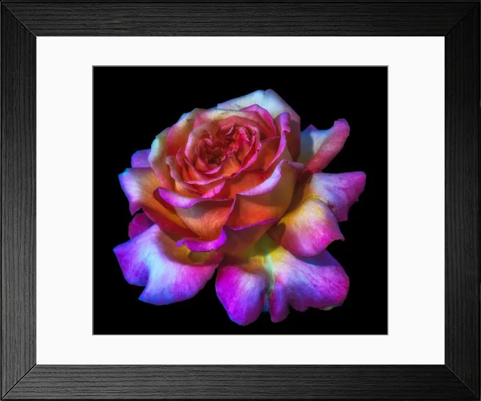 Framed Print : Color still life floral macro flower portrait of a single isolated violet red orange yellow blooming open glowing rose Framed Print : Color still life floral macro flower portrait of a single isolated violet red orange yellow blooming open glowing rose