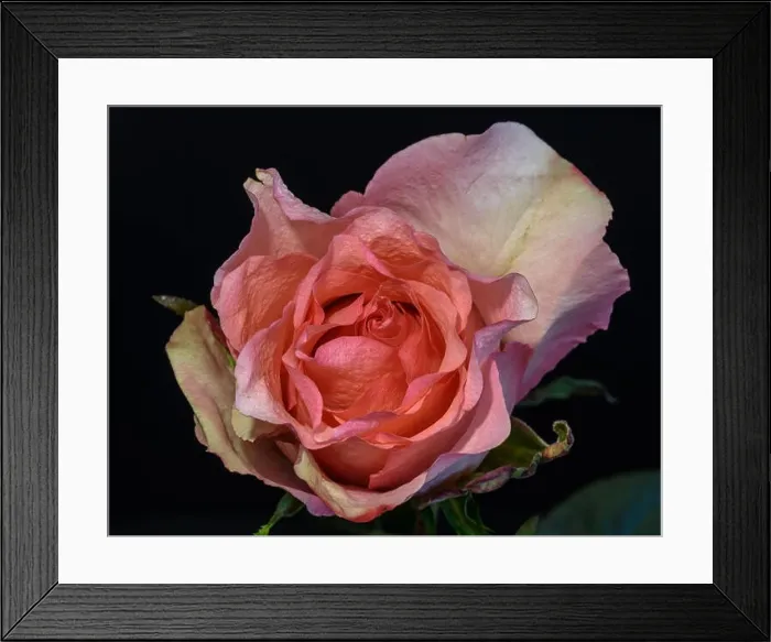 Framed Print : Bright color still life floral macro flower portrait of a single isolated pink red orange flowering blooming rose Framed Print : Bright color still life floral macro flower portrait of a single isolated pink red orange flowering blooming rose