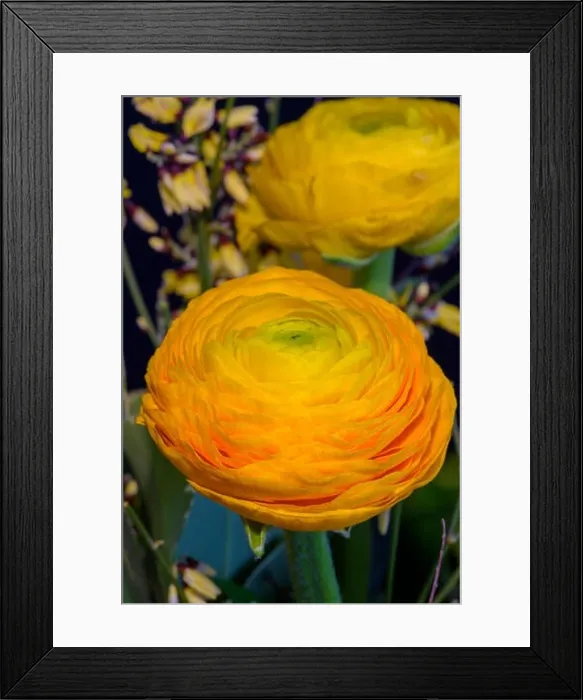 Framed Print : Fine art still life natural floral color close up of a flower bouquet with buttercups Framed Print : Fine art still life natural floral color close up of a flower bouquet with buttercups