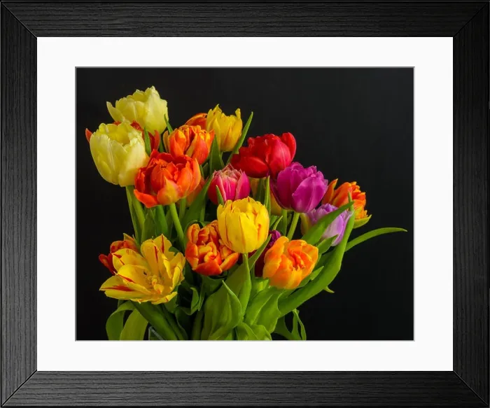 Framed Print : Fine art floral still life flower macro of a flowering tulip blossom bouquet / bunch on black background in vivid natural Framed Print : Fine art floral still life flower macro of a flowering tulip blossom bouquet / bunch on black background in vivid natural