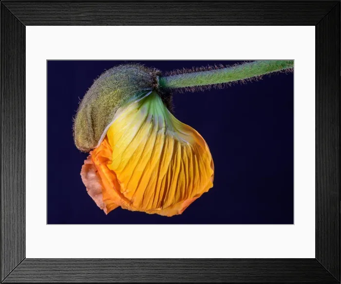 Framed Print : Floral fine art still life detailed color macro flower portrait of a young orange yellow satin / silk poppy blossom