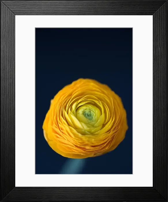 Framed Print : Detailed fine art still life color macro flower top view portrait of an isolated single orange yellow green blooming Framed Print : Detailed fine art still life color macro flower top view portrait of an isolated single orange yellow green blooming