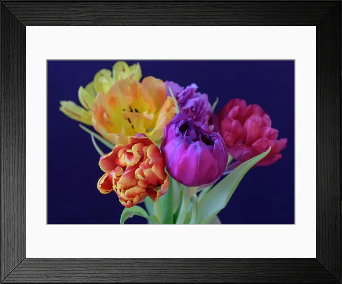 Framed Print : Fine art floral still life flower macro of a flowering tulip blossom bouquet / bunch on blue Framed Print : Fine art floral still life flower macro of a flowering tulip blossom bouquet / bunch on blue