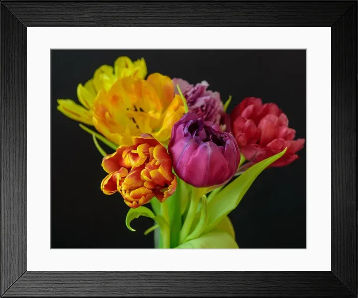 Framed Print : Fine art floral still life flower macro of a flowering tulip blossom bouquet / bunch on blurred Framed Print : Fine art floral still life flower macro of a flowering tulip blossom bouquet / bunch on blurred