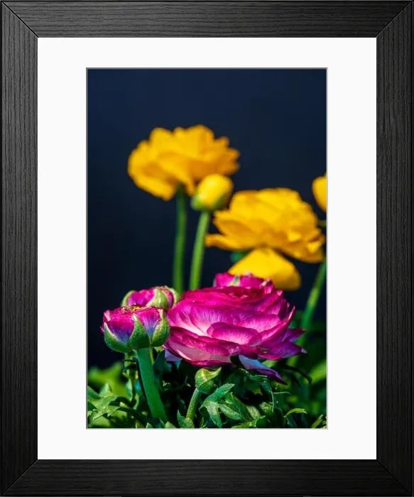 Framed Print : Detailed fine art still life color macro flower front view portrait of a purple Framed Print : Detailed fine art still life color macro flower front view portrait of a purple