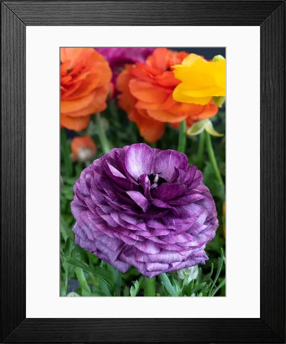 Framed Print : Detailed fine art still life color macro front view portrait of a violet blooming buttercup in a field of colorful Framed Print : Detailed fine art still life color macro front view portrait of a violet blooming buttercup in a field of colorful