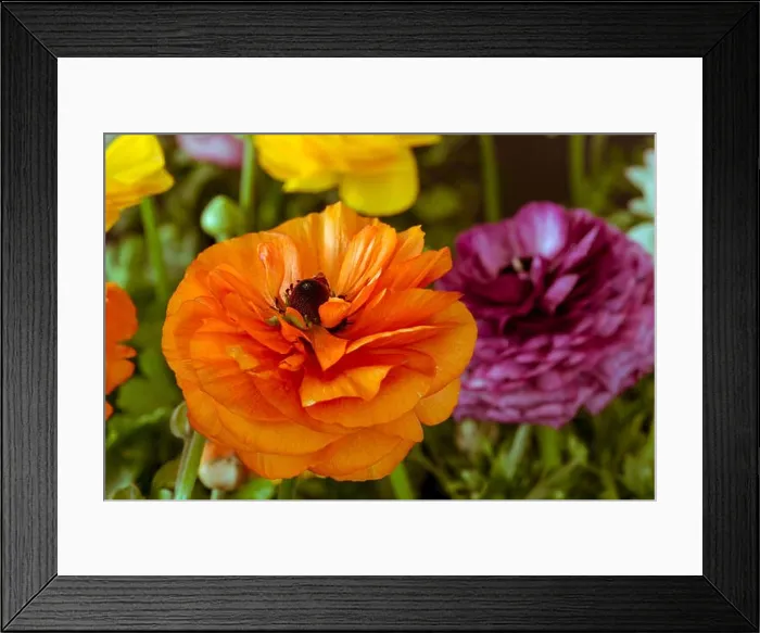 Framed Print : Detailed fine art still life color macro front view portrait of an orange blooming buttercup in a field of colorful Framed Print : Detailed fine art still life color macro front view portrait of an orange blooming buttercup in a field of colorful
