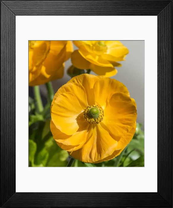 Framed Print : Detailed fine art still life colorful seasonal macro front view portrait of yellow blooming buttercup blossoms with Framed Print : Detailed fine art still life colorful seasonal macro front view portrait of yellow blooming buttercup blossoms with