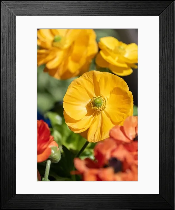 Framed Print : Detailed fine art still life colorful seasonal macro front view portrait of yellow blooming buttercup blossoms with