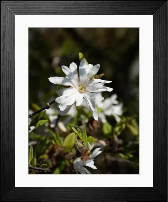 Framed Print : Floral natural outdoor fine art still life nature floral macro of a white green flowering magnolia blossom in bright Framed Print : Floral natural outdoor fine art still life nature floral macro of a white green flowering magnolia blossom in bright