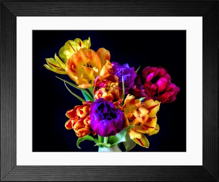 Framed Print : Fine art floral still life flower macro of a flowering tulip blossom bouquet / bunch on black background in vivid natural Framed Print : Fine art floral still life flower macro of a flowering tulip blossom bouquet / bunch on black background in vivid natural
