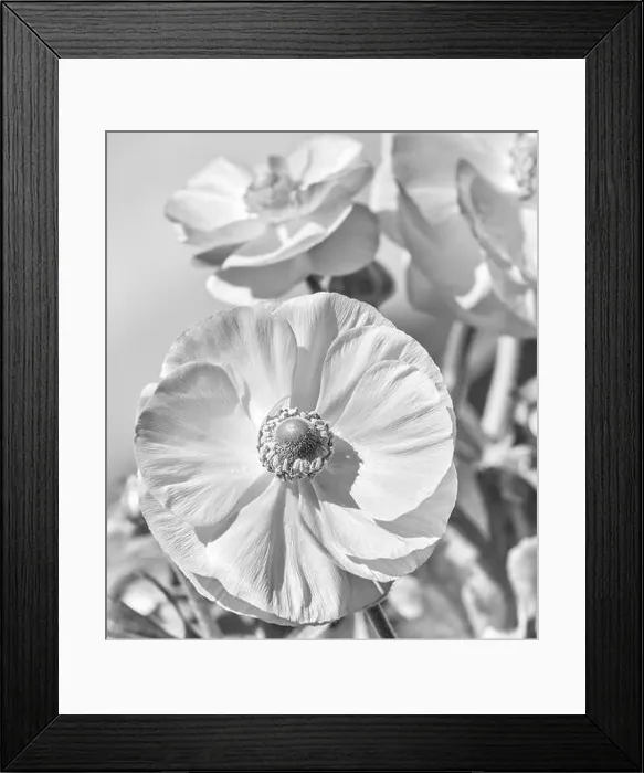 Framed Print : Detailed fine art still life monochrome seasonal macro front view portrait of blooming buttercup blossoms with leaves Framed Print : Detailed fine art still life monochrome seasonal macro front view portrait of blooming buttercup blossoms with leaves