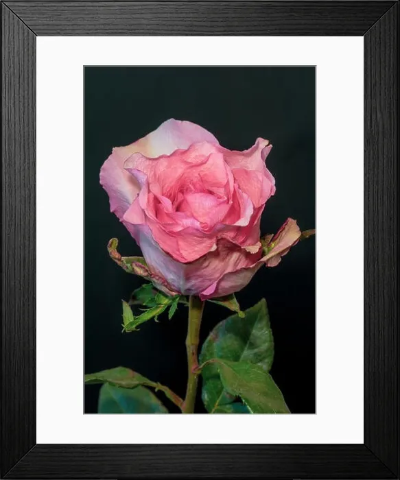 Framed Print : Color fine art still life macro flower portrait of a single isolated pink blooming open rose blossom with green leaves Framed Print : Color fine art still life macro flower portrait of a single isolated pink blooming open rose blossom with green leaves