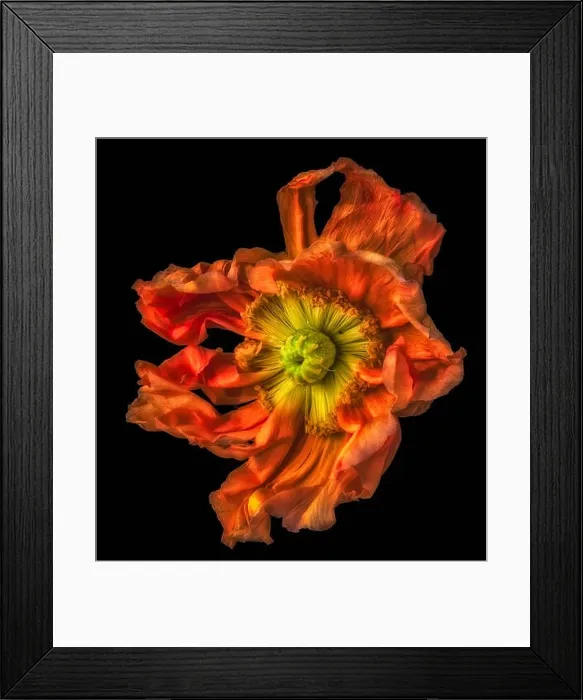 Framed Print : Surreal floral fine art still life detailed color macro flower portrait of a single isolated wide opened dark orange