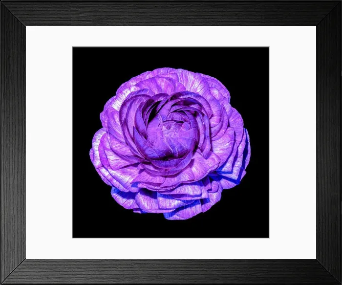 Framed Print : Detailed fine art still life color macro flower top view portrait of an isolated single violet blooming buttercup Framed Print : Detailed fine art still life color macro flower top view portrait of an isolated single violet blooming buttercup