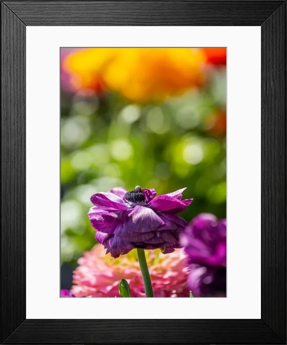 Framed Print : Detailed fine art still life colorful seasonal macro front view portrait of a purple blooming buttercup blossom Framed Print : Detailed fine art still life colorful seasonal macro front view portrait of a purple blooming buttercup blossom