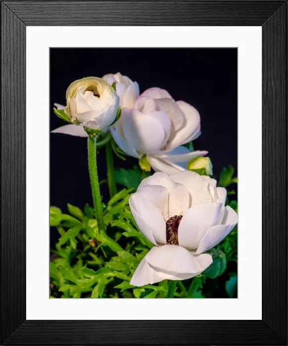 Framed Print : Detailed fine art still life color macro flower front view portrait of white blooming buttercups with buds Framed Print : Detailed fine art still life color macro flower front view portrait of white blooming buttercups with buds