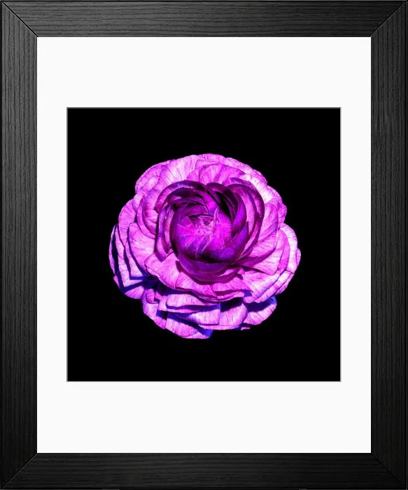 Framed Print : Detailed fine art still life color macro flower top view portrait of an isolated single purple blooming buttercup Framed Print : Detailed fine art still life color macro flower top view portrait of an isolated single purple blooming buttercup