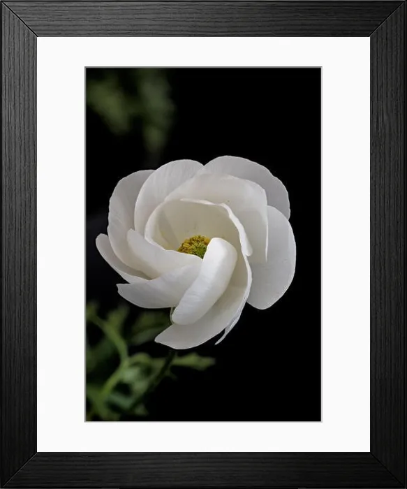 Framed Print : Detailed fine art still life color macro flower front view portrait of a white blooming buttercup blossom with buds Framed Print : Detailed fine art still life color macro flower front view portrait of a white blooming buttercup blossom with buds