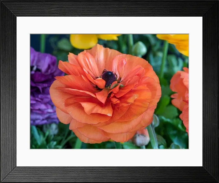 Framed Print : Detailed fine art still life color macro front view portrait of a red blooming buttercup in a field of colorful yellow Framed Print : Detailed fine art still life color macro front view portrait of a red blooming buttercup in a field of colorful yellow
