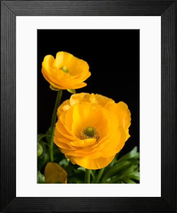Framed Print : Fine art still life natural floral color close up of a flower bouquet with yellow Framed Print : Fine art still life natural floral color close up of a flower bouquet with yellow