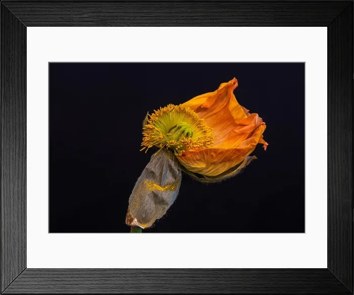 Framed Print : Surreal floral fine art still life detailed color macro flower portrait of a single isolated fading dark orange Framed Print : Surreal floral fine art still life detailed color macro flower portrait of a single isolated fading dark orange