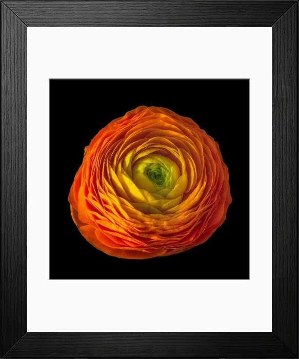 Framed Print : Detailed fine art still life color macro flower top view portrait of an isolated single red yellow green blooming Framed Print : Detailed fine art still life color macro flower top view portrait of an isolated single red yellow green blooming