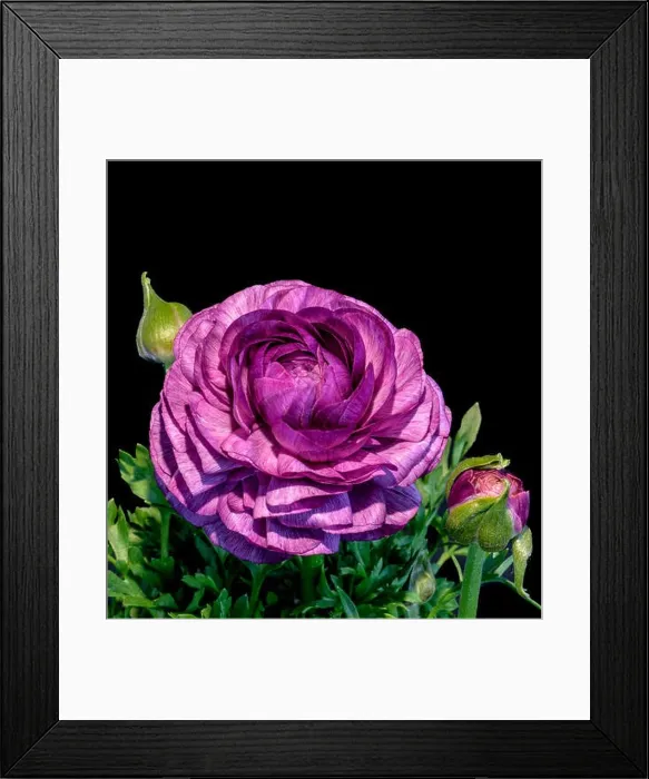 Framed Print : Detailed fine art still life color macro flower top view portrait of an isolated single purple blooming buttercup with Framed Print : Detailed fine art still life color macro flower top view portrait of an isolated single purple blooming buttercup with
