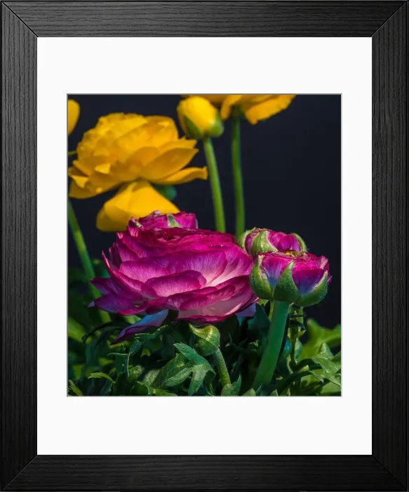 Framed Print : Detailed fine art still life color macro flower front view portrait of a purple Framed Print : Detailed fine art still life color macro flower front view portrait of a purple