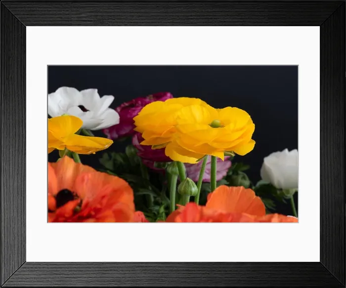 Framed Print : Detailed fine art still life color macro front view portrait of yellow blooming buttercups in a field of colorful red Framed Print : Detailed fine art still life color macro front view portrait of yellow blooming buttercups in a field of colorful red
