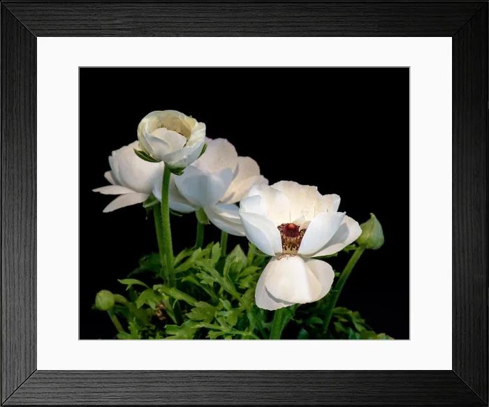Framed Print : Detailed fine art still life colorful seasonal macro front view portrait of a bright violet blooming buttercup blossom Framed Print : Detailed fine art still life colorful seasonal macro front view portrait of a bright violet blooming buttercup blossom