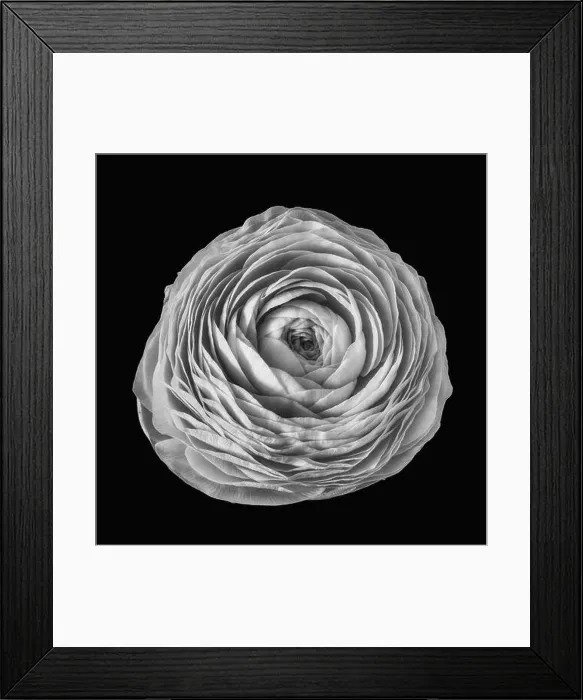 Framed Print : Detailed fine art still life monochrome macro flower top view portrait of an isolated single blooming buttercup blossom Framed Print : Detailed fine art still life monochrome macro flower top view portrait of an isolated single blooming buttercup blossom