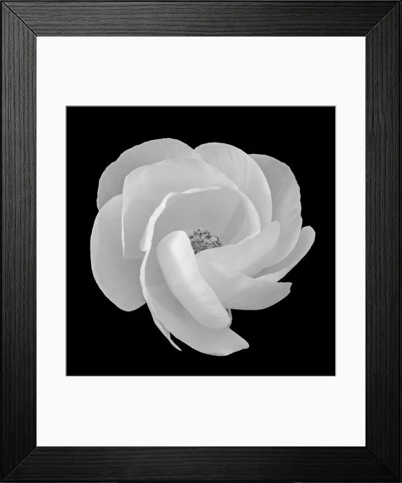 Framed Print : Detailed fine art still life monochrome macro flower front view portrait of a single isolated white blooming buttercup Framed Print : Detailed fine art still life monochrome macro flower front view portrait of a single isolated white blooming buttercup