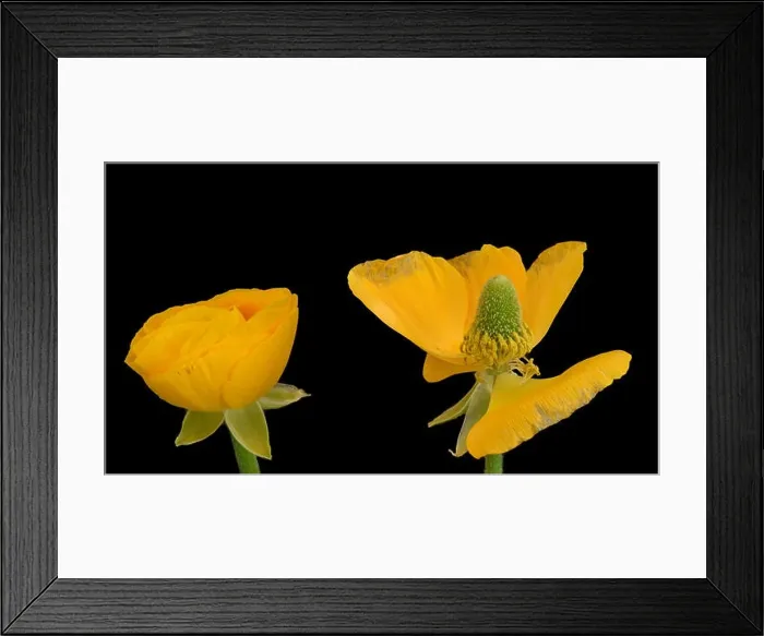 Framed Print : Detailed fine art still life color macro flower front view portrait of pair of old Framed Print : Detailed fine art still life color macro flower front view portrait of pair of old