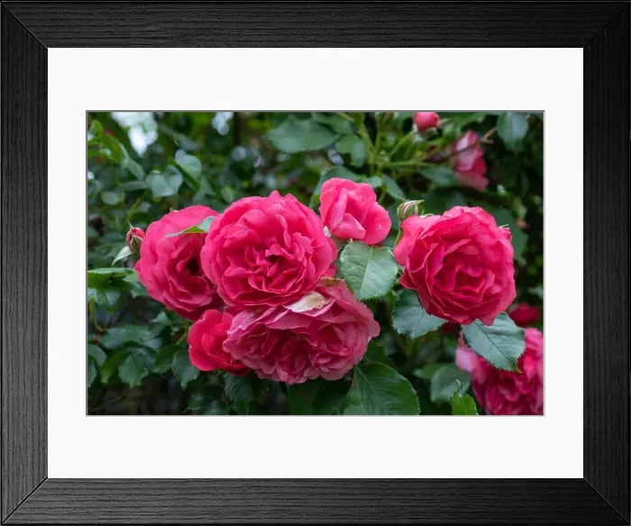Framed Print : Color outdoor nature flower image of a bush of red blooming roses with buds and green leaves Framed Print : Color outdoor nature flower image of a bush of red blooming roses with buds and green leaves