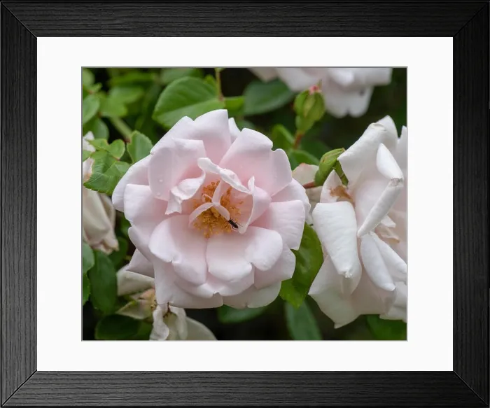 Framed Print : Fine art still life color flower front view macro photo of a blooming pink rose blossom with detailed texture Framed Print : Fine art still life color flower front view macro photo of a blooming pink rose blossom with detailed texture