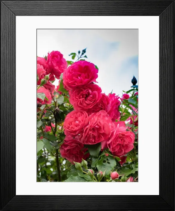 Framed Print : Color outdoor nature flower image of a bush of red and violet blooming roses with buds and green leaves