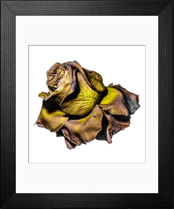 Framed Print : Floral fine art color macro of a single isolated aged fading yellow golden brown rose blossom Framed Print : Floral fine art color macro of a single isolated aged fading yellow golden brown rose blossom