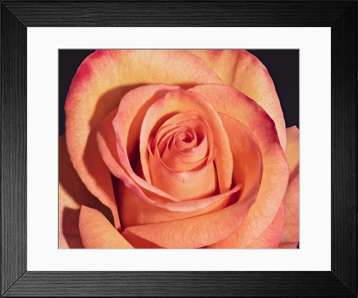 Framed Print : Fine art still life colorful flower macro portrait of a single isolated orange red blooming rose blossom on black Framed Print : Fine art still life colorful flower macro portrait of a single isolated orange red blooming rose blossom on black