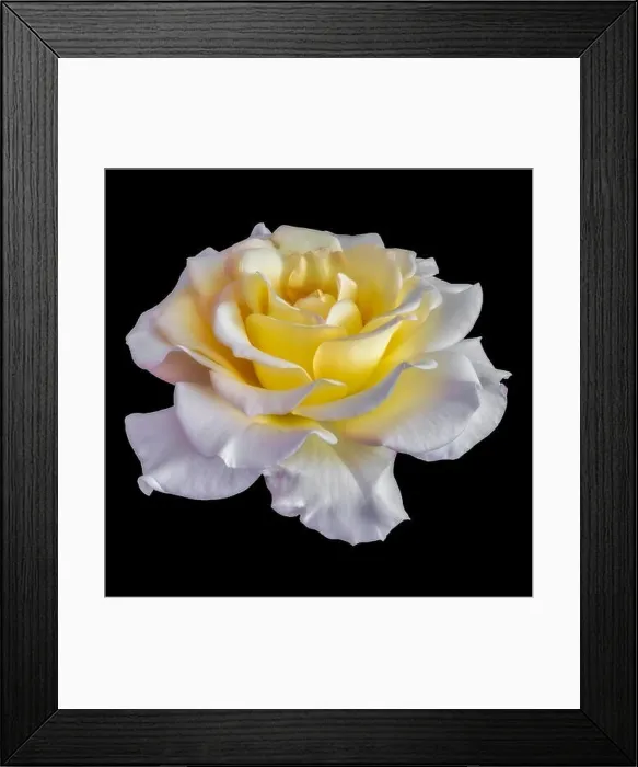 Framed Print : Fine art still life color flower front view macro photo of a wide open blooming yellow white rose blossom with detailed Framed Print : Fine art still life color flower front view macro photo of a wide open blooming yellow white rose blossom with detailed