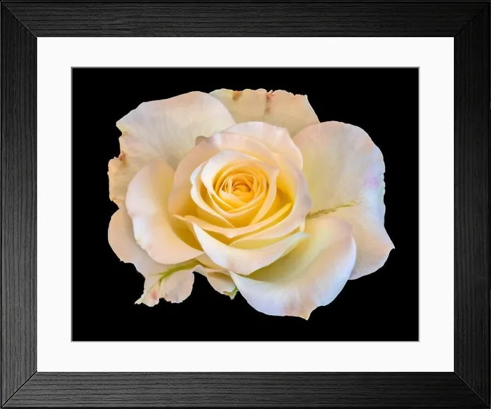 Framed Print : Fine art still life color flower front view macro photo of a wide open blooming yellow white pink rose blossom with Framed Print : Fine art still life color flower front view macro photo of a wide open blooming yellow white pink rose blossom with