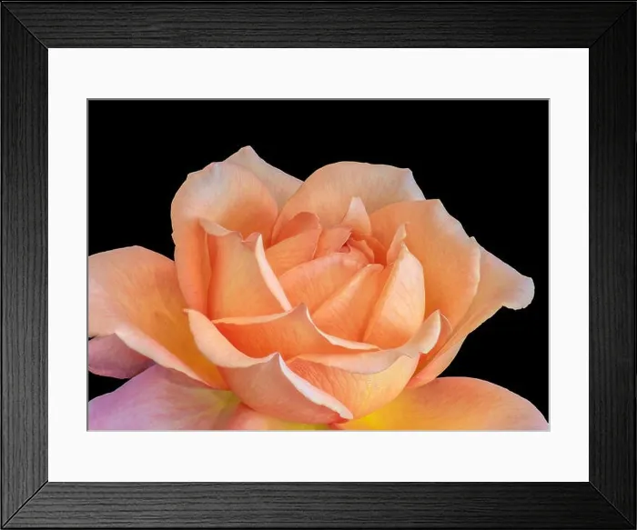 Framed Print : Bright colored fine art still life floral macro flower image of a single isolated orange flowering blooming rose Framed Print : Bright colored fine art still life floral macro flower image of a single isolated orange flowering blooming rose