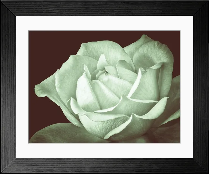 Framed Print : Pastel green monochrome vintage fine art still life floral macro flower image of a single isolated green rose blossom Framed Print : Pastel green monochrome vintage fine art still life floral macro flower image of a single isolated green rose blossom