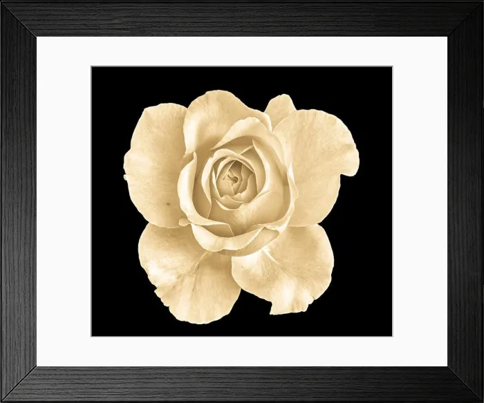 Framed Print : Monochrome vintage sepia fine art still life floral macro flower image of a single isolated flowering blooming rose Framed Print : Monochrome vintage sepia fine art still life floral macro flower image of a single isolated flowering blooming rose