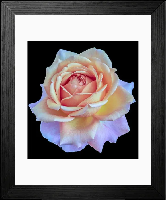 Framed Print : Pastel color fine art still life floral macro flower image of a single isolated flowering blooming rose blossom Framed Print : Pastel color fine art still life floral macro flower image of a single isolated flowering blooming rose blossom