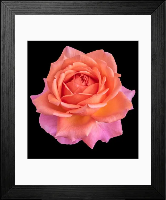 Framed Print : Colorful fine art still life floral macro flower image of a single isolated flowering orange pink blooming rose blossom Framed Print : Colorful fine art still life floral macro flower image of a single isolated flowering orange pink blooming rose blossom