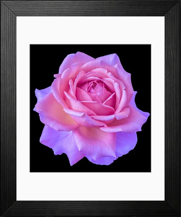 Framed Print : Colorful fine art still life floral macro flower image of a single isolated flowering violet pink blooming rose blossom Framed Print : Colorful fine art still life floral macro flower image of a single isolated flowering violet pink blooming rose blossom
